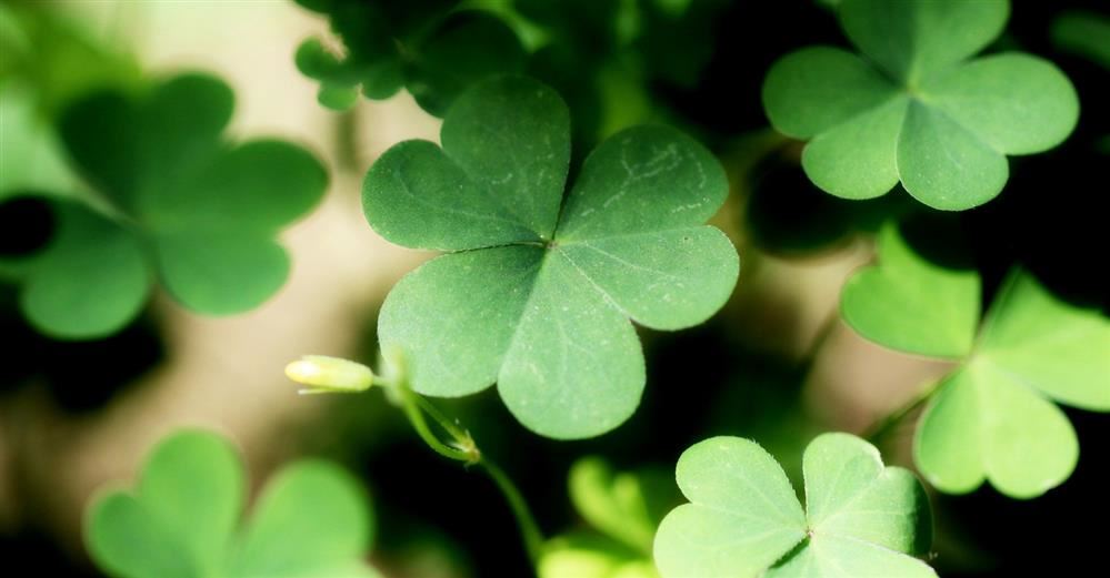  Shamrock Shuffle fundraiser happening NOW