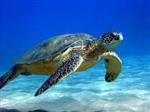 Mrs. Header's Terrific Turtles 